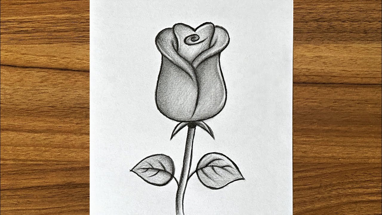 How To Draw Roses Easy Tutorial - Toons Mag